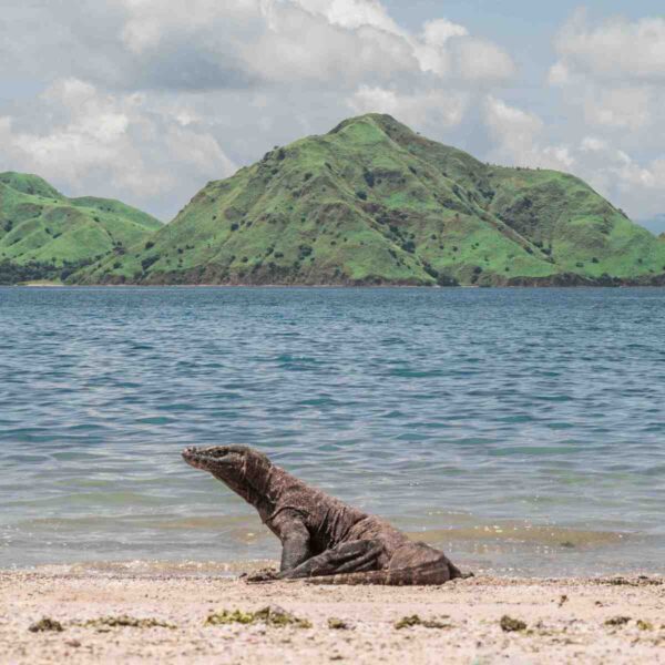 Top 3 Komodo Island Tour in 2024 – Best Prices and Alternatives