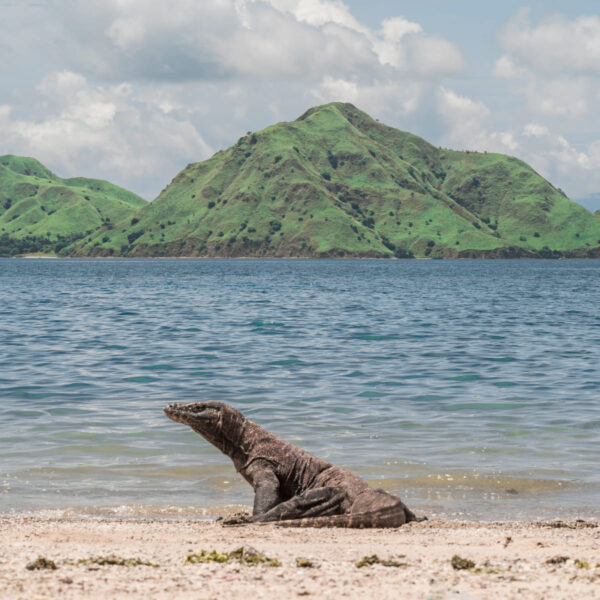 Komodo Island is the New Gateway to Indonesia – Labuan Bajo Tourism