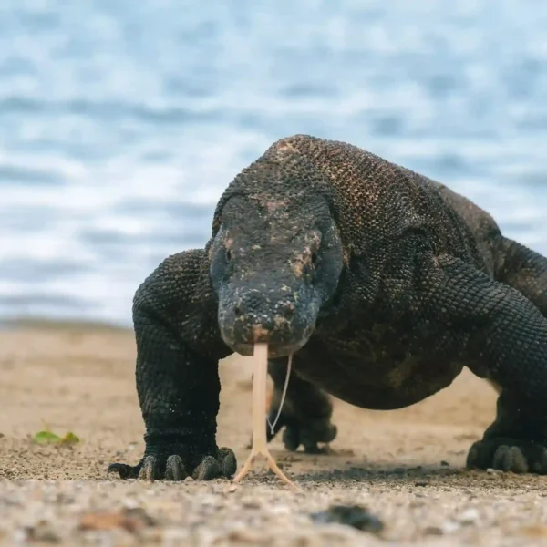 7 Interesting Facts About Komodo National Park You Need to Know Before Visiting