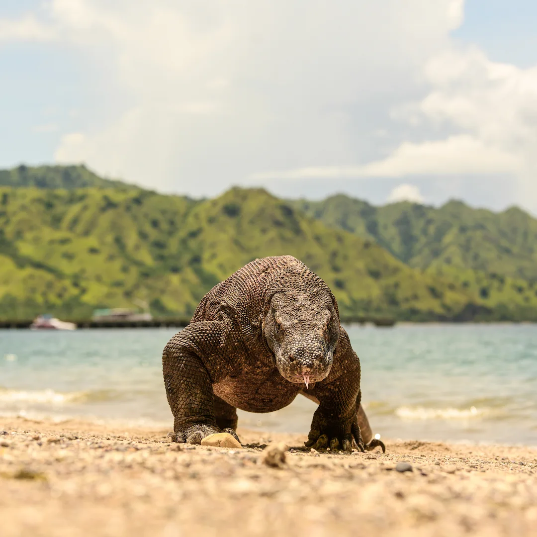 Komodo Dragon | Komodo Island | Komodo Luxury