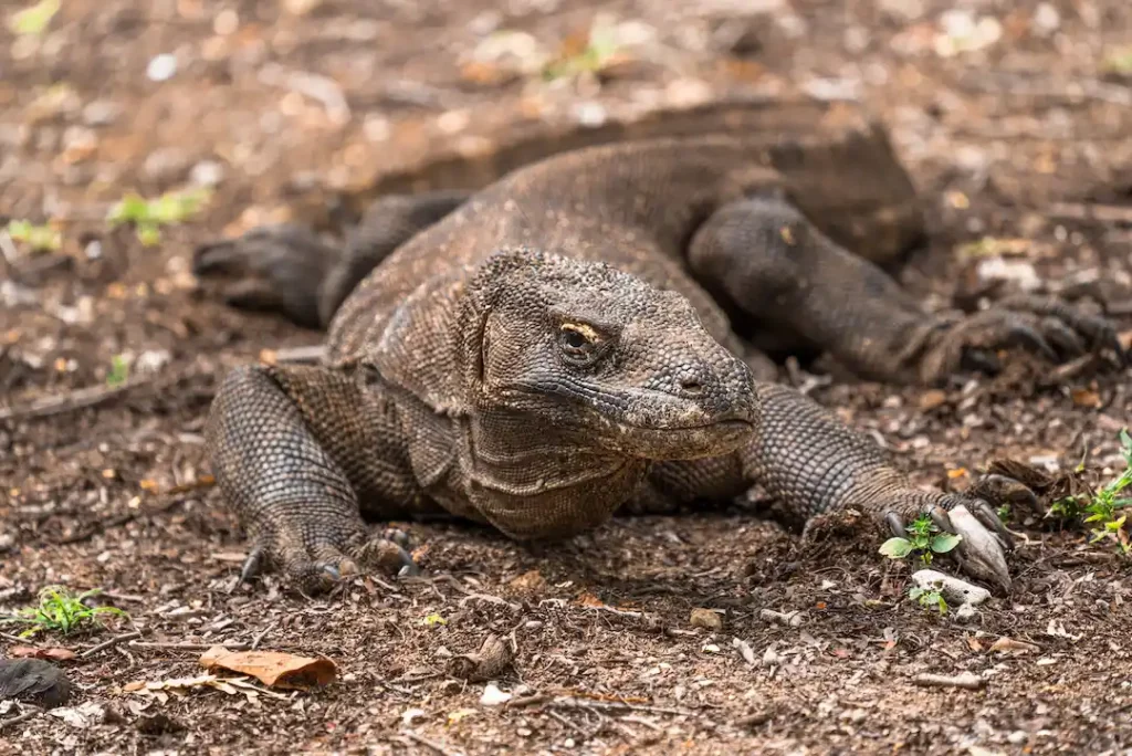 Komodo Dragon at Komodo Island | Komodo Luxury