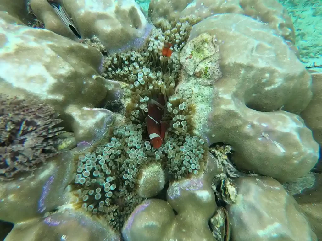 Nemo in Siaba Island