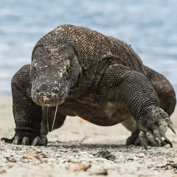 11 Komodo Dragon Facts That Will Surprise You