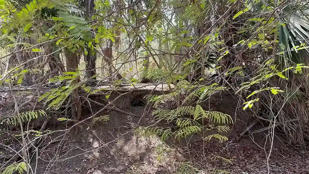 Mating hole for Komodo dragons | Komodo Luxury