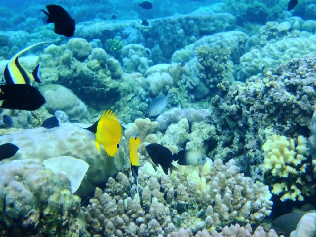 Bunaken National Park (source: wikimedia)