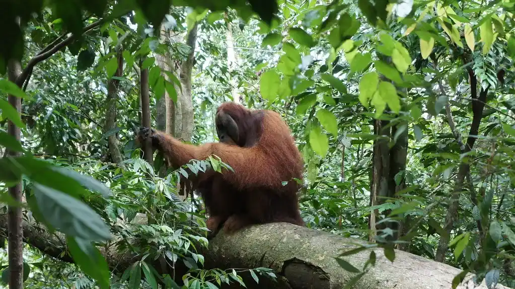 Gunung Leuser (source: flickr)