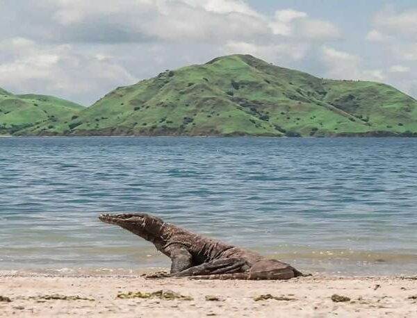 How to Get to Komodo Island from the USA