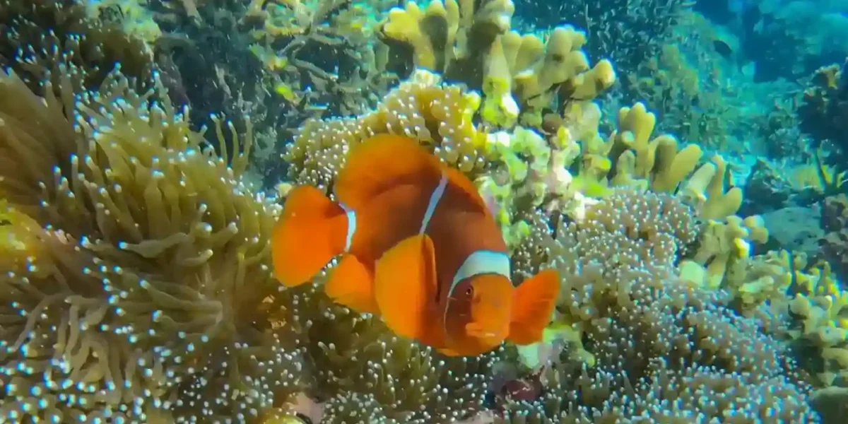 A Nemo spotted on the Sebayur Island