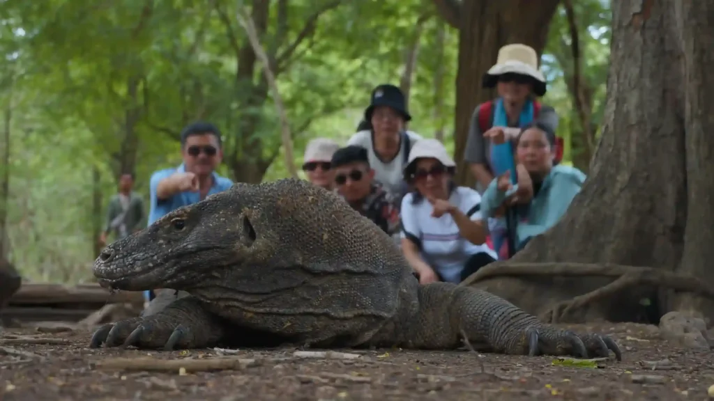 The tourists spotted Komodo dragon at Komodo Island