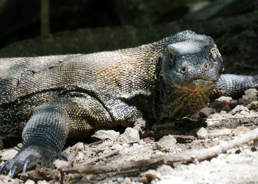 The Komodo dragon at the Komodo Island