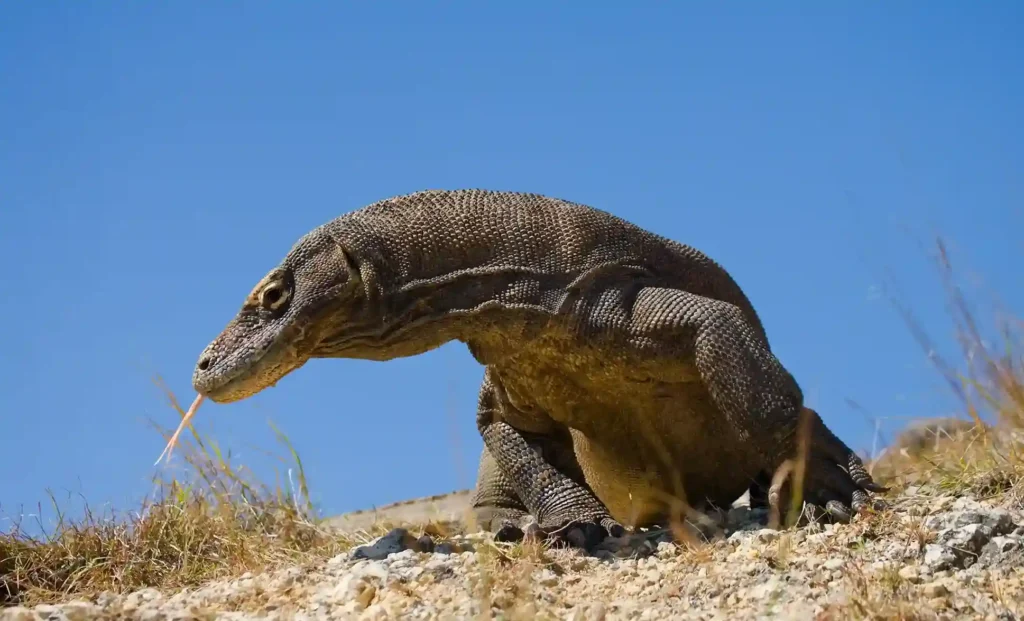 The Komodo Dragon