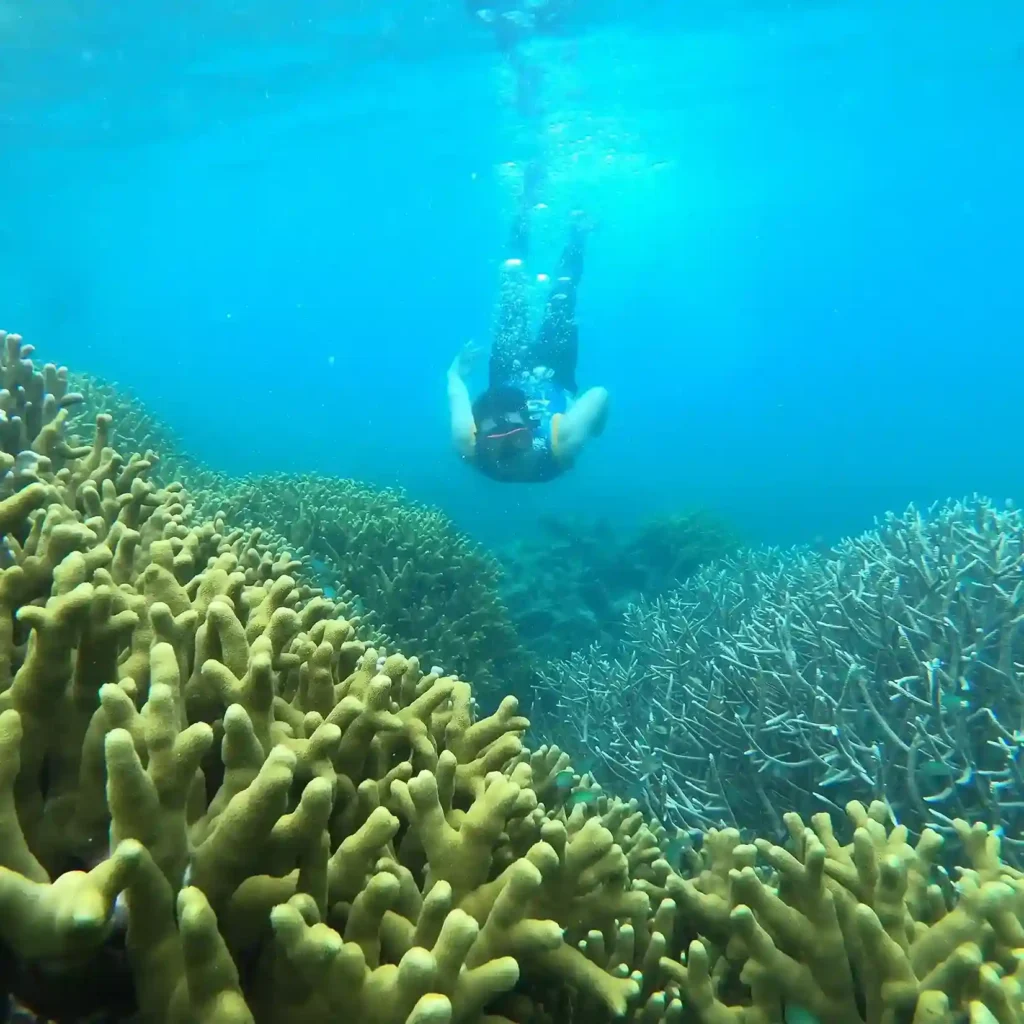 The underwater of Sauwandarek, Raja Ampat - Komodo Luxury