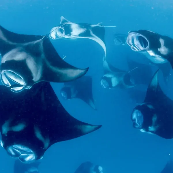 Where to See Manta Rays In Indonesia While Snorkeling and Diving
