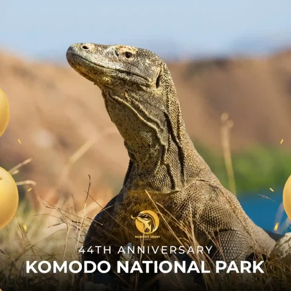 Celebrating 44th Anniversary of Komodo National Park