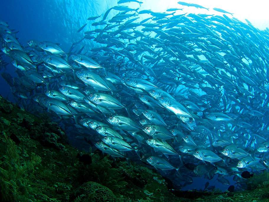 Sardines Point Raja Ampat