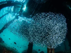 Arborek Jetty Raja Ampat - KomodoLuxury