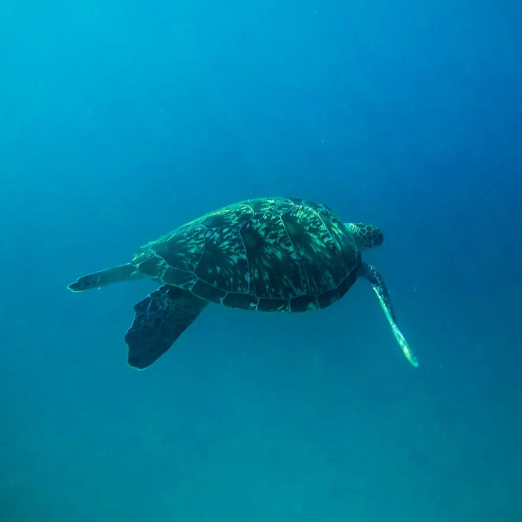 Turtle on Siaba Island, Komodo National Park - Komodo Luxury