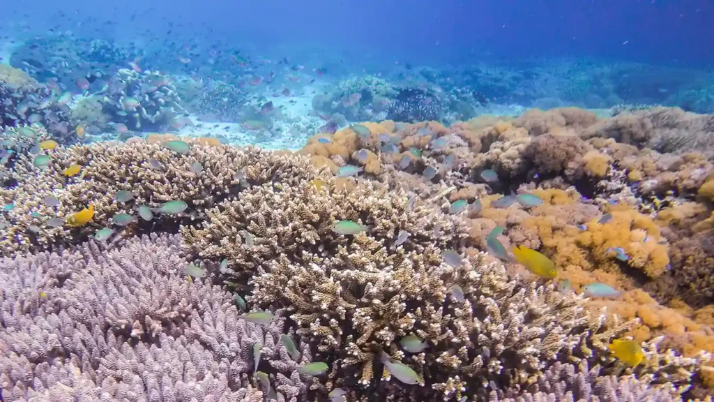 Beautiful Underwater in Komodo National Park