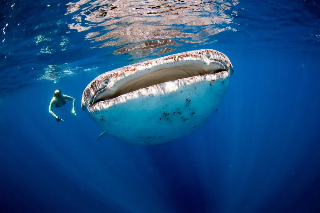 Whale Shark Point, Sumbawa - Komodo Luxury