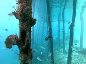 Arborek Jetty - KomodoLuxury1