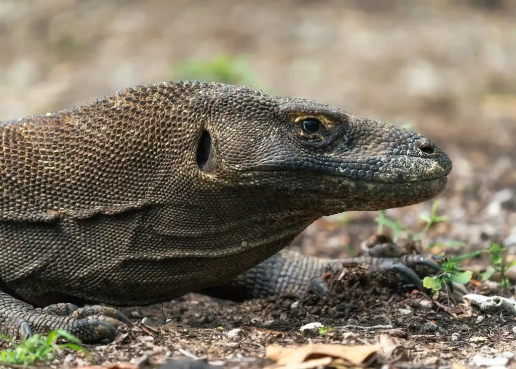 Komodo Dragon - Does Komodo Dragon Live in Australia