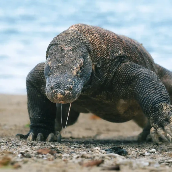 Does the Komodo Dragon Live in Australia? Get the Facts and Explore Komodo Island!