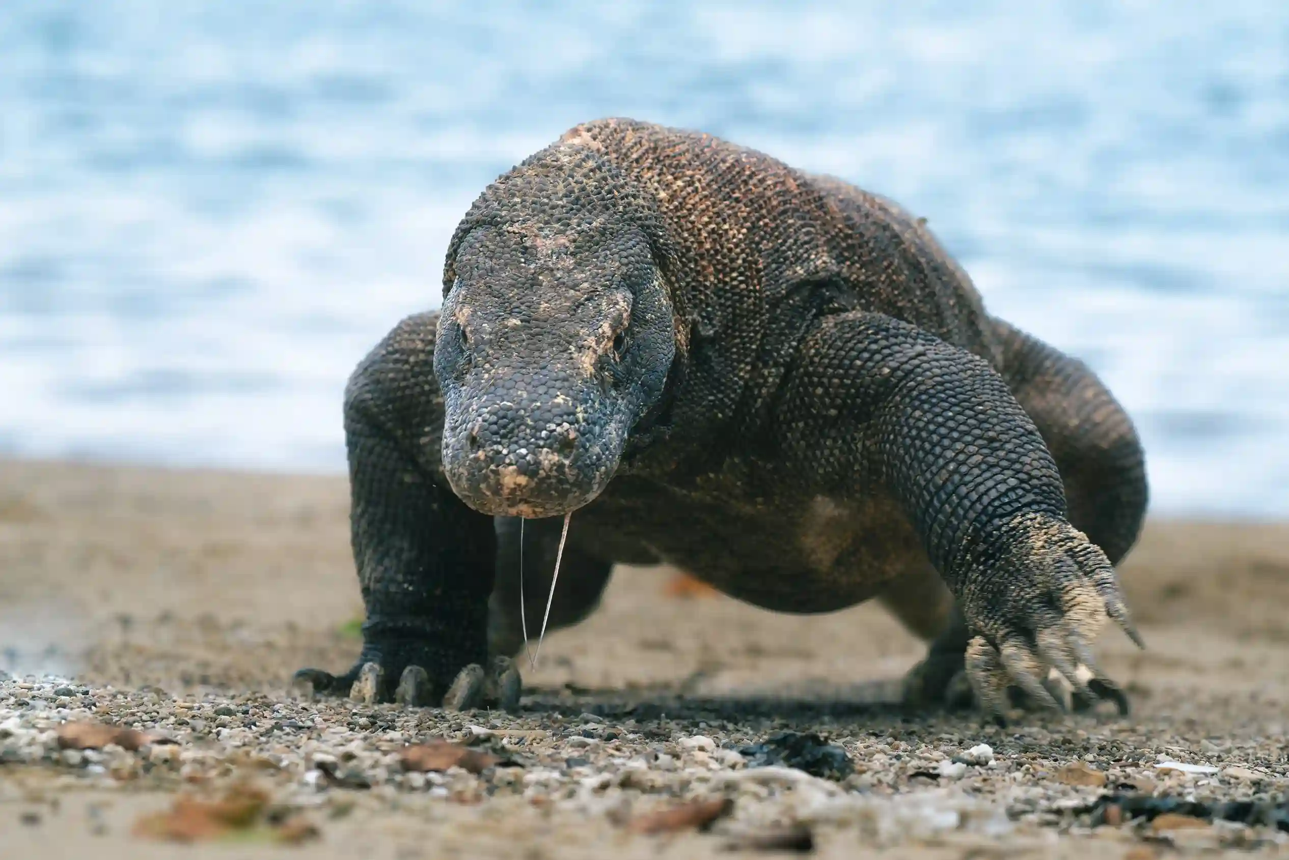 Komodo Dragon - Does Komodo Dragon Live in Australia