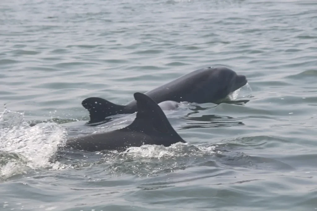 Dolphins in Ballestas - KomodoLuxury