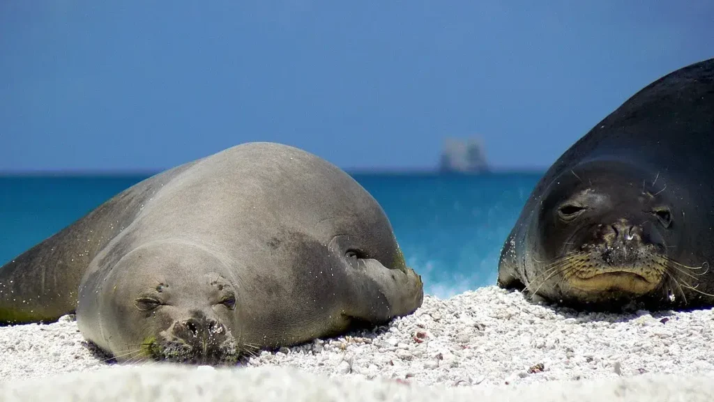 Hawaiian Monk Seal - source wikimedia common