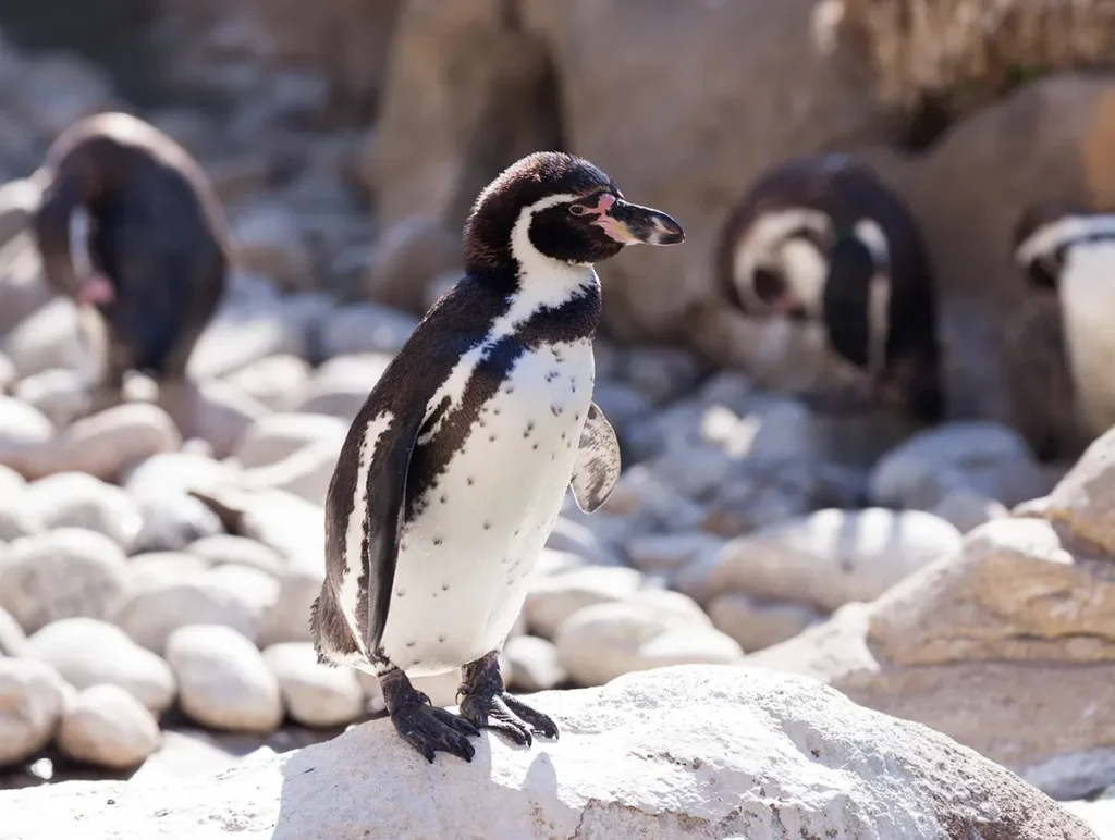 Humboldt penguin Ballestas1 - KomodoLuxury