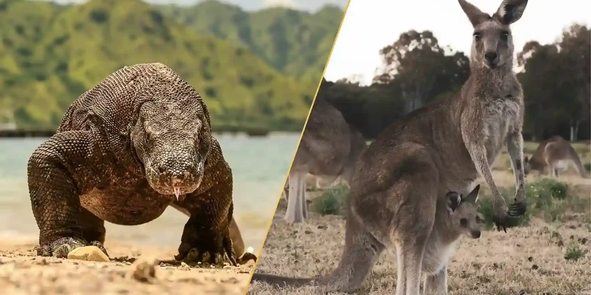 Wildlife Wonders: From Australia’s Kangaroos to Indonesia’s Komodo Dragons