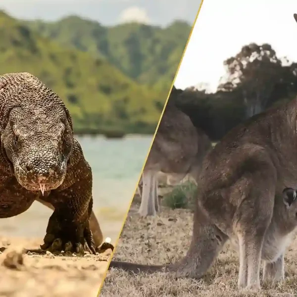 Wildlife Wonders: From Australia’s Kangaroos to Indonesia’s Komodo Dragons