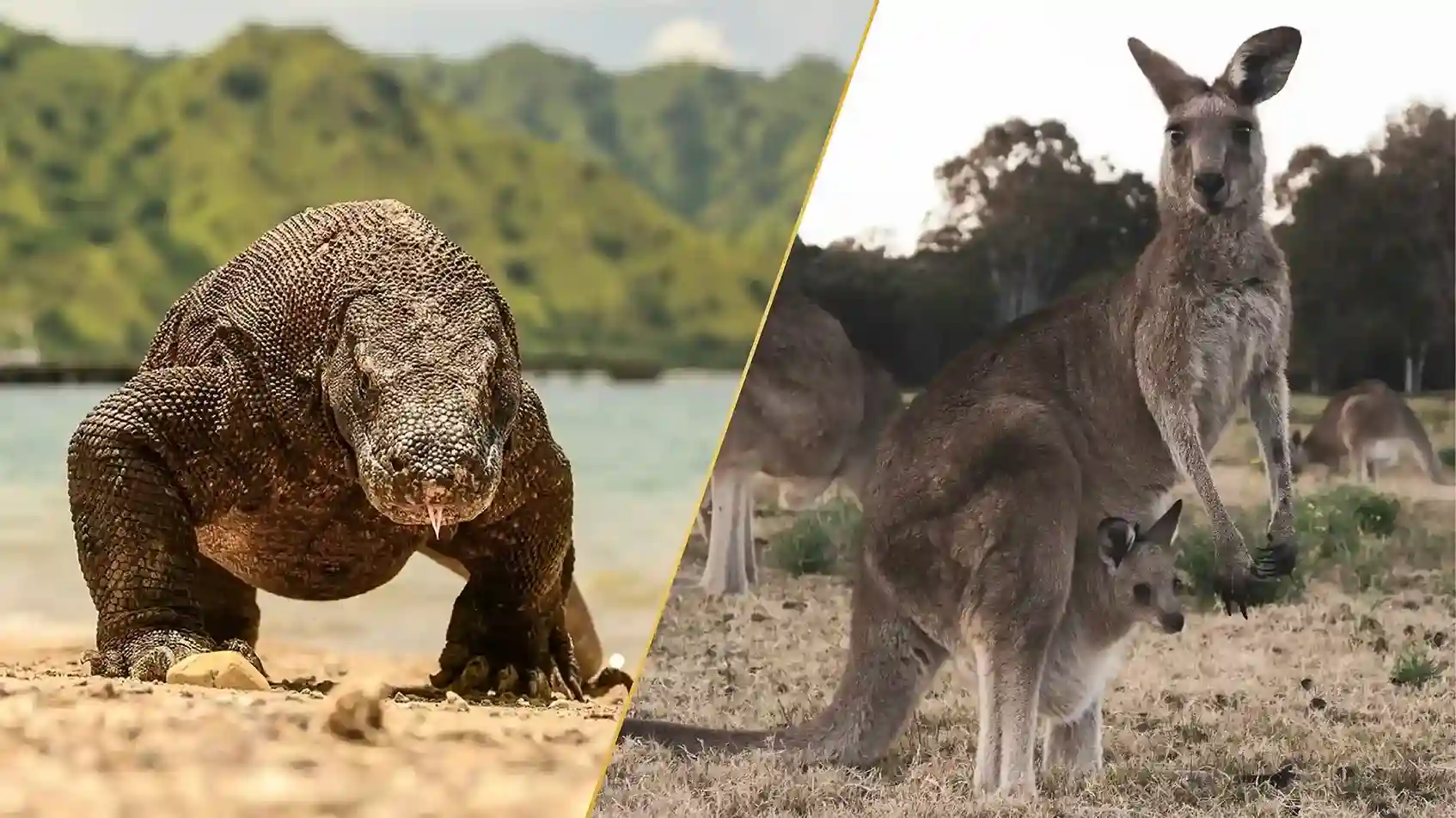 Wildlife Wonders Australia's Kangaroos and Indonesia's Komodo dragons