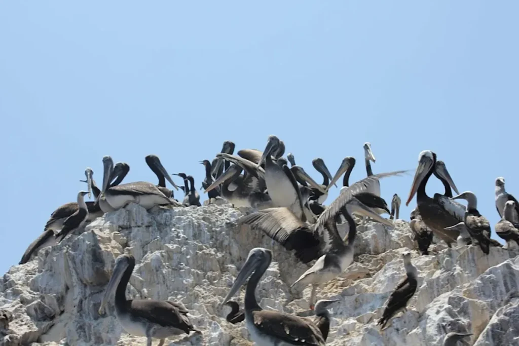 Peruvian pelican in Ballestas1 - KomodoLuxury