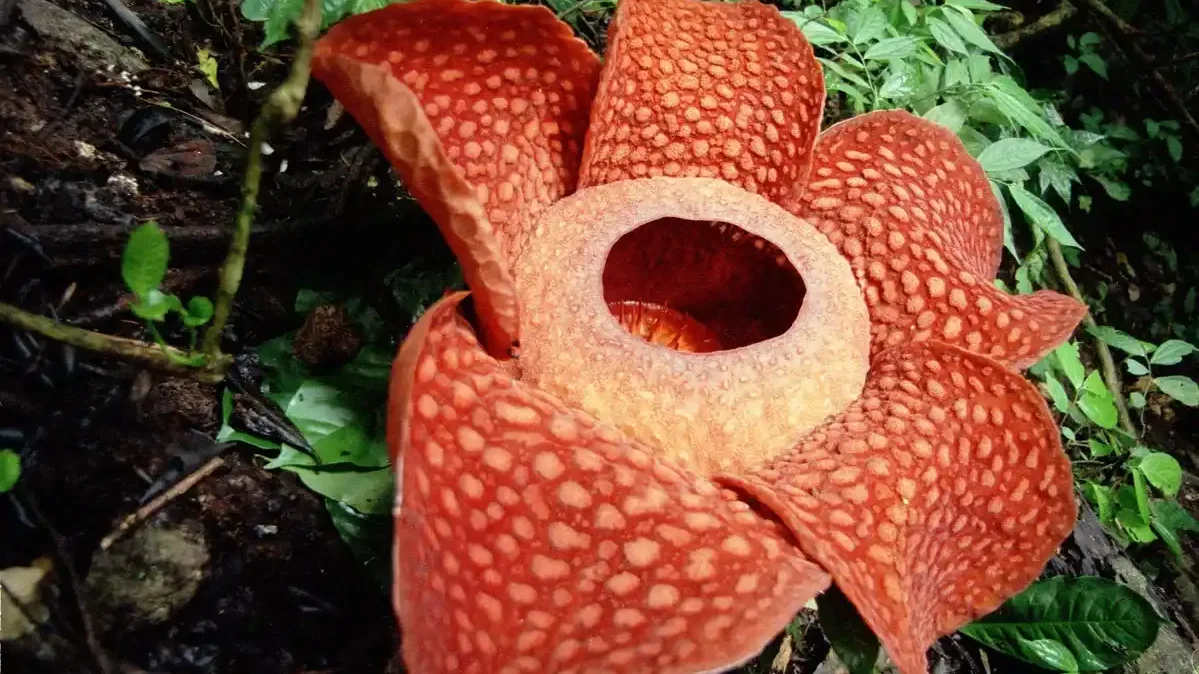 Rafflesia