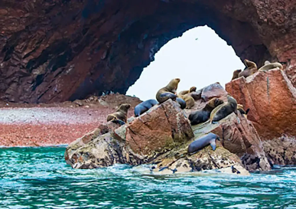 Sea Lion Ballestas1 - KomodoLuxury