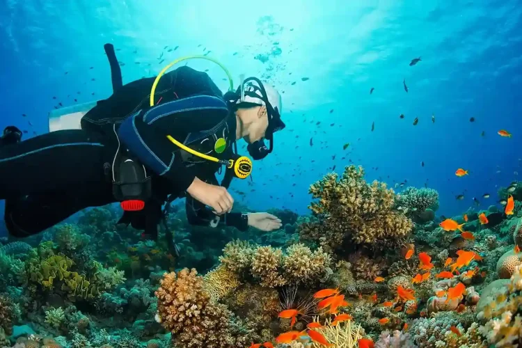 Diver in Coral Reef