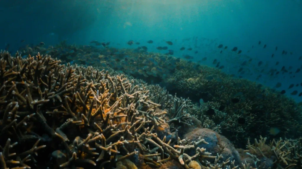 Underwater Komodo