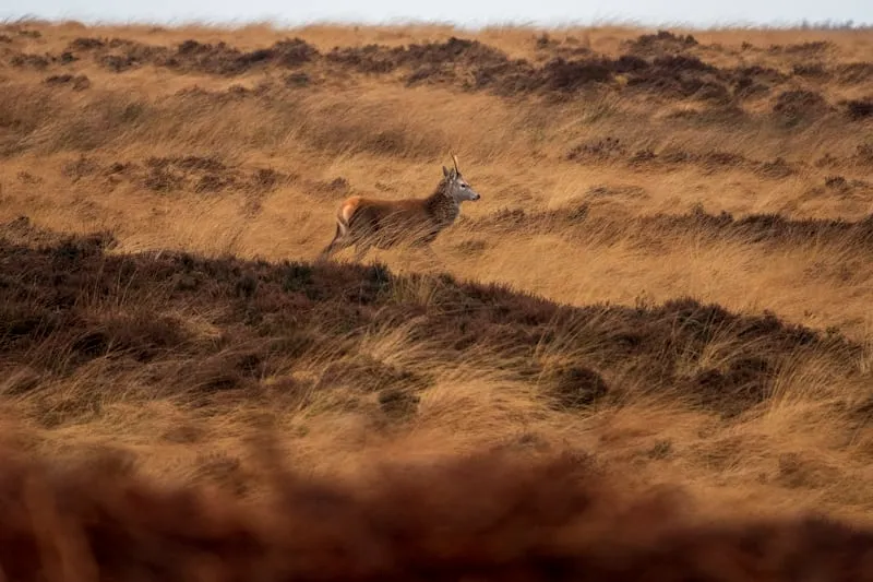 Uk's wildlife (source: unsplash)