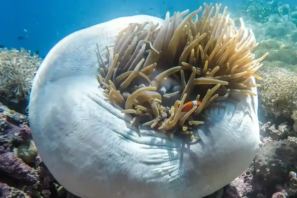 Yenbuba Underwater Raja Ampat - Komodo Luxury