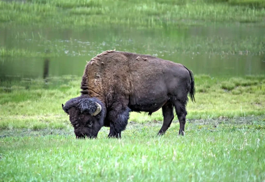 Bison in Yellowstone Nationl Park (source: unsplash)