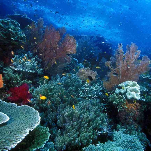 Raja Ampat Diving: Must-Visit for Underwater Enthusiasts