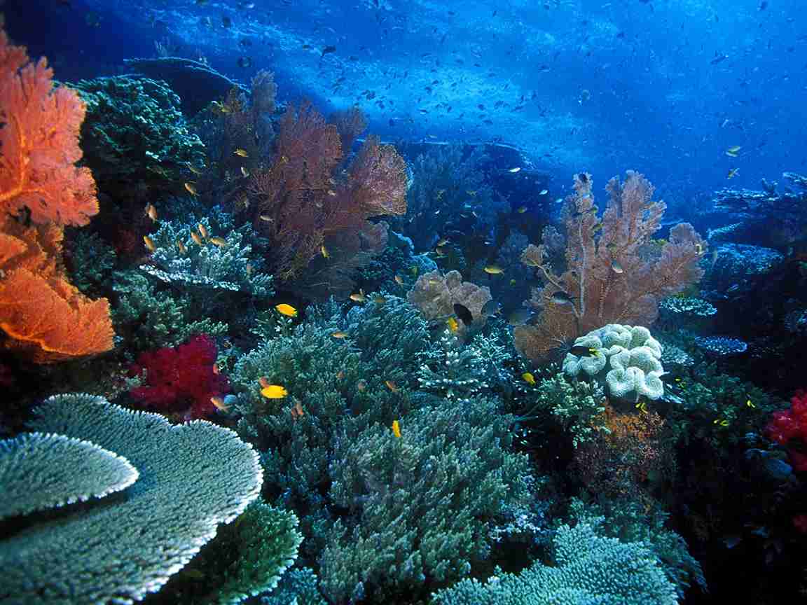 Raja Ampat diving underwater - KomodoLuxury