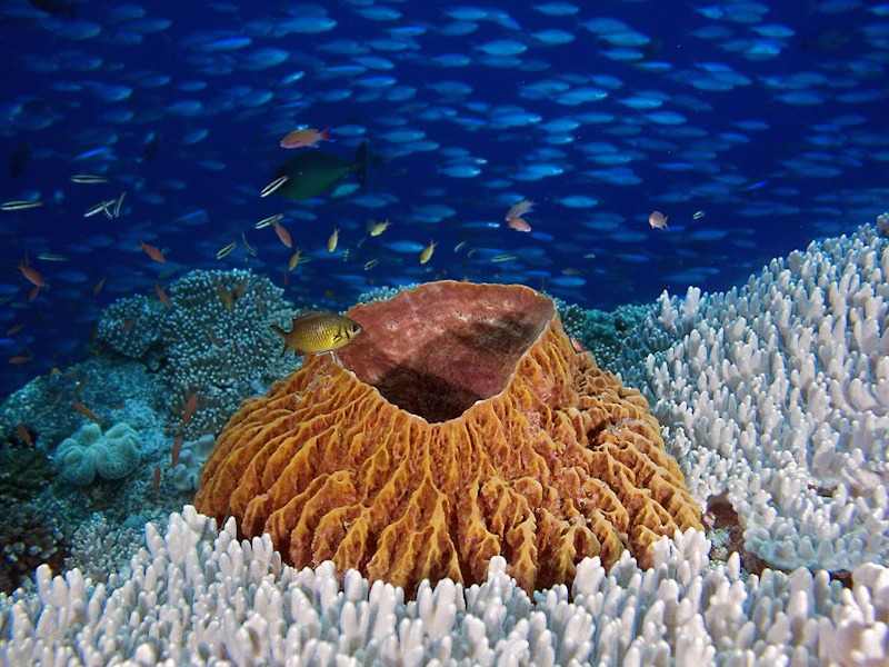Cape Kri Underwater - KomodoLuxury