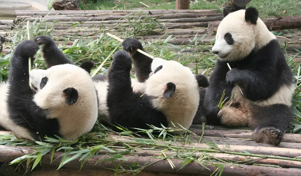 Pandas in China (source: Flickr)