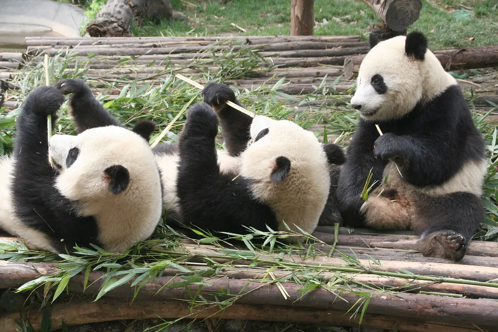 Pandas in China (source: Flickr)