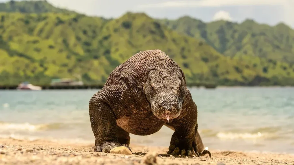 Komodo Dragon in Komodo Island - Komodo Luxury