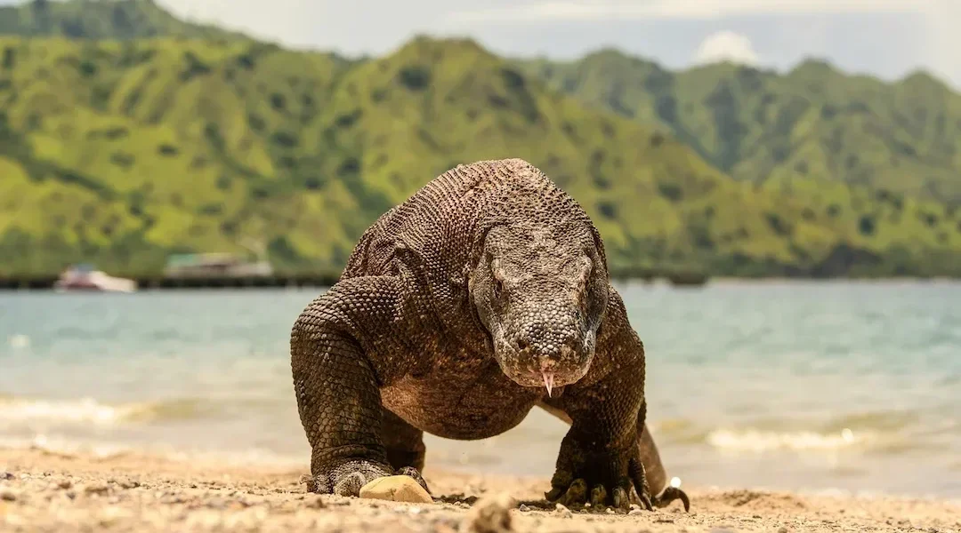 Komodo Dragon in Komodo Island - Komodo Luxury