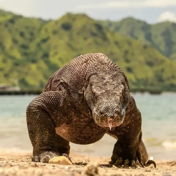 See Komodo Dragon Up Close: From Singapore Zoo to Komodo Island