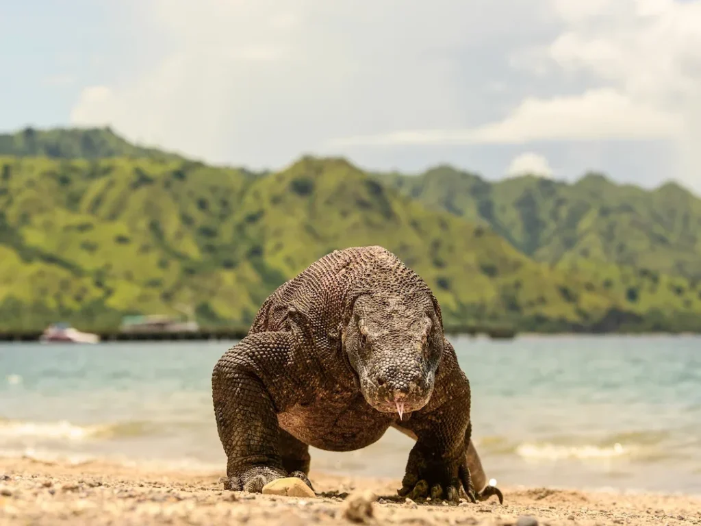 Komodo Dragon in Komodo Island - Komodo Luxury